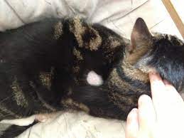 Katze Hat Merkwurdige Kahle Stelle Am Rucken Tiere Medizin Haustiere