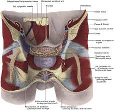 It is key to medicine and other areas of health. Anatomy Of The Lower Urinary Tract And Male Genitalia Abdominal Key
