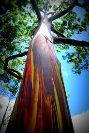 Rainbow Eucalyptus Rainbow Eucalyptus Tree Rainbow Eucalyptus Beautiful Tree
