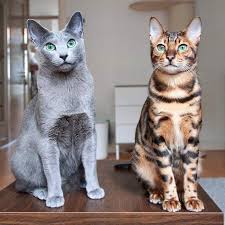Legend has it that russian blue cats were the descendants of royal cats. Russian Blue Cat Bengal Cat Cats