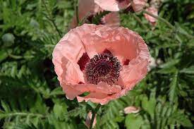 Cedar hill flowers and foliage. Cedar Hill Poppy Papaver Orientale Cedar Hill In Frankfort Chicago St Johns Tinley Joliet Orland Illinois Il At Alsip Home And Nursery