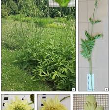 Image result for Cephalaria integrifolia