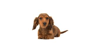 Dachshund puppies for adoption in ny. Mini Dachshund Puppies For Sale Adopt Your Puppy Today Infinity Pups