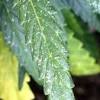 Main cause of white spots on plant leaves. 1