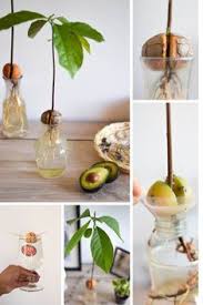 Faire Pousser Un Noyau D Avocat La Fille D Ailleurs Avocatier En Pot Avocatier Trucs Et Astuces Jardinage