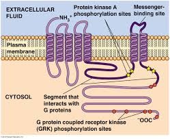 Image Result For Protein Receptors Examples Biochemistry