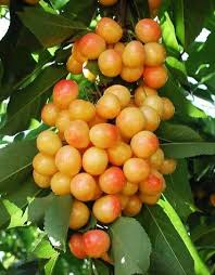 What Is Blogging And How Can It Help My Online Earning Fruit Seeds Fruit And Veg Beautiful Fruits