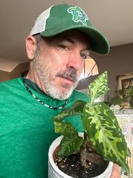 Aglaonema plant care tips and advice needed