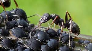 See full list on besttenreview.com Ants In The Garden Good Or Bad And How To Get Rid Of Ants