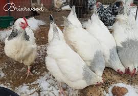 Maybe you would like to learn more about one of these? Light Coronation Sussex Briarwood Poultry Canada
