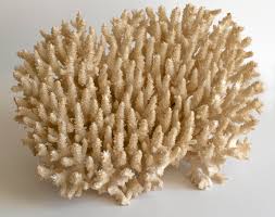 Image result for Sclerocroton