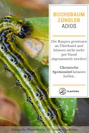 Schadling Auf Dem Buchsbaum Manchmal Helfen Naturliche Methoden Nur Schleppend Wie Ihr Den K Buchsbaumzunsler Schadlinge Im Garten Buchsbaumzunsler Bekampfen