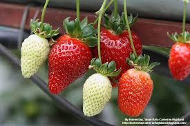 Ladang 200 seeds abang strawberry. Cari Homestay Cameron Highland Lily Homestay Tanah Rata Cari Homestay
