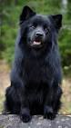 Swedish Lapphund Dog Breed » Info, Pictures, & More