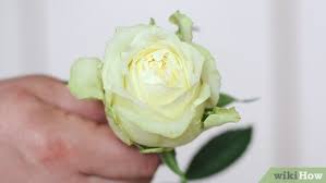 Mewarnai gambar bunga mawar kreasi warna. 5 Cara Untuk Mewarnai Bunga Wikihow