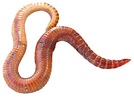 What should the background of a png be? Worms Png Transparent Images Png All