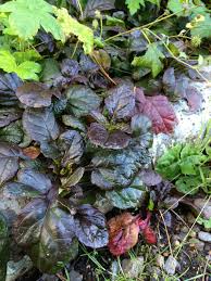 Maybe you would like to learn more about one of these? Ajuga Growing Tips Hgtv