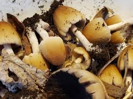 Image result for Coprinus micaceus