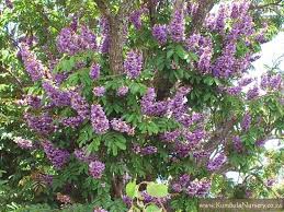 Image result for Millettia grandis