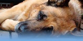 21,485 likes · 441 talking about this · 330 were here. Pet Euthanasia Costs In Los Angeles Orange County Riverside
