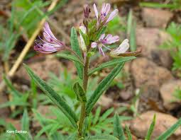 Image result for Cleome monophylla