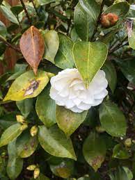 Camellia Leaves Turned Yellow 444740 Ask Extension