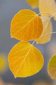 Pin By Shabby Apple On Leaves Autumn Leaves Leaves Aspen Trees