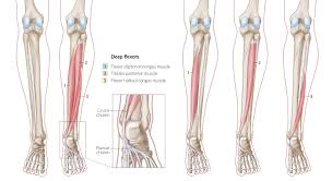 Connective tissue of right ankle and foot. The Leg Ankle And Foot Amboss