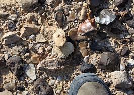 Image result for Daknopholis