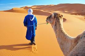 Once you have your camel you will need to feed it dry thicket to recover it's stamina/endurance. Our Camel Man Heading To The Camp Picture Of Ready Morocco Tours Marrakech Tripadvisor
