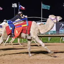 Ostrich and Camel races are coming back to #SHRP on March 8 & 9! Join us for family-fun activities and food trucks! Purchase tickets at link in bio.