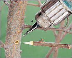 The Plugger Grafting Bit Lee Valley Tools Grafting Plants Grafting Fruit Trees Fruit Garden