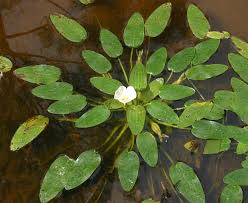 Image result for Ottelia ulvifolia