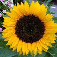 Pin On Sunflowers Make Me Smile