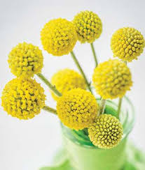 Today i have a very easy tutorial, i'm going to be painting billy buttons which are basically just yellow round bulbs on a stem xd maybe the glass bottle can be tricky for some but you can also paint the flower without the bottle if you're not up for it :d i just think that this was super fun. Craspedia Drumstick Burpee