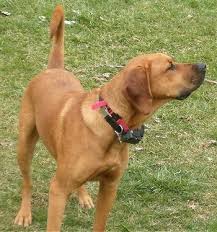 Male labrador dogs can weigh as much as 65 to 80 pounds and stand between 22.5 and 24.5 inches tall. Labloodhound Dog Breed Information And Pictures