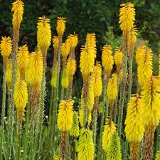 Image result for Kniphofia princeae
