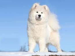 Jährlich wiederkehrendes treffen in ickern von samojedenfreunden, liebhabern und fans Samojede Nordische Schlitten Hunde Hunde Russlands