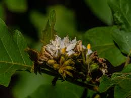 Image result for Solanum chrysotrichum