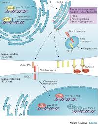 If you experience such symptoms, seek medical attention. Small Cell Lung Cancer What We Know What We Need To Know And The Path Forward Nature Reviews Cancer