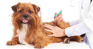 The likelihood of a dangerous reaction is low, whereas the likelihood of your pet developing a. Everything You Should Know About Pet Vaccines Petcoach