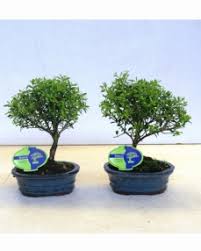 A partir de então, o incremento corrente anual em altura é de 1. The Worls Of Bonsai