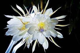 The Queen Of The Night Night Blooming Flowers Rare Flowers Red Roses Wallpaper