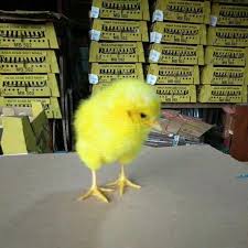 Menggambar dan mewarnai anak ayam warna warni warna pelangi. Anak Ayam Warna Warni Lincah Shopee Indonesia