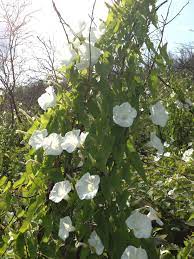 Wild Morning Glory Vines In Saskatchewan Wild Flowers Wild Vines