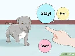 A litter of pit bull puppies from kinneman kennels (american bully pitbull breeders based in pittsburgh, pa). 3 Ways To Take Care Of A Pitbull Puppy Wikihow