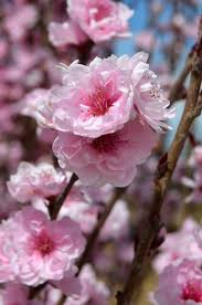 To be successful, you have to pick reliable varieties of best quality trees which will thrive in the uk. Corinthian Pink Flowering Peach Pp11902 An Ornamental Flowering Peach With Pink Double Flowers In The Spring A Real Showpiece Flowers Different Plants Plants