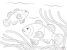 Free printable fish coloring pages kid crafts pinterest. Ocellaris Clownfish Halaman Mewarnai Sketsa Buku Mewarnai
