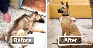 30 Incredible Before & After Rescue Dog Transformations Show What Love Can  Do | Bored Panda