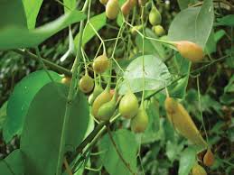 Image result for Olacaceae